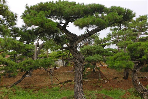 如何判斷造型松樹的健康狀況？
